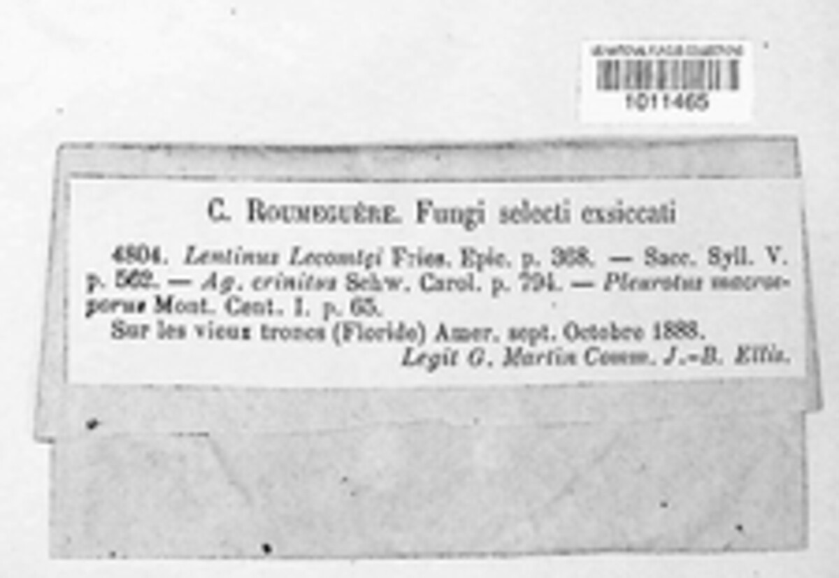 Panus neostrigosus image